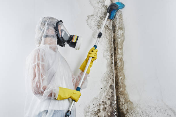 Best Mold Removal Company Near Me  in Klamath Falls, OR