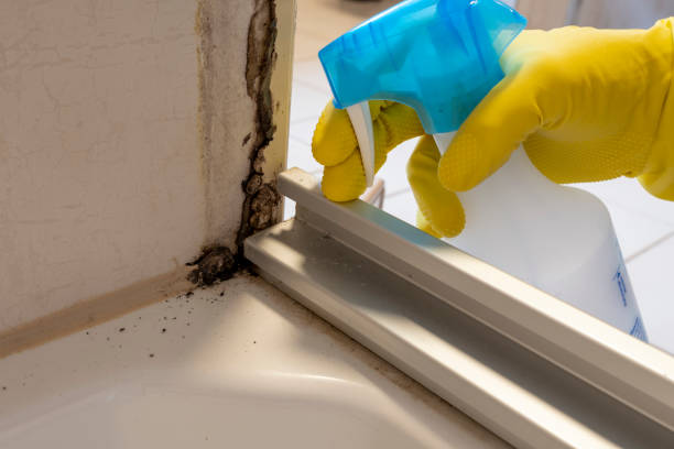 Best Best Mold Removal Companies  in Klamath Falls, OR
