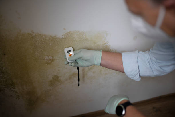 Best Local Mold Removal Service  in Klamath Falls, OR