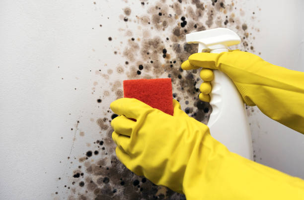 Best Crawl Space Mold Removal  in Klamath Falls, OR